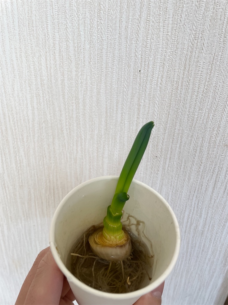 f:id:bananabasyo:20230218202749j:image