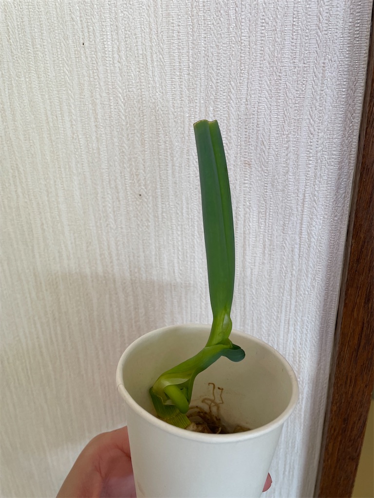 f:id:bananabasyo:20230227224119j:image