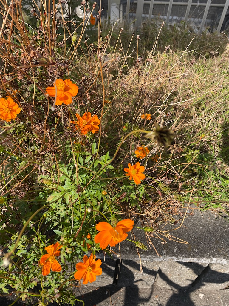 f:id:bananabasyo:20231102201954j:image