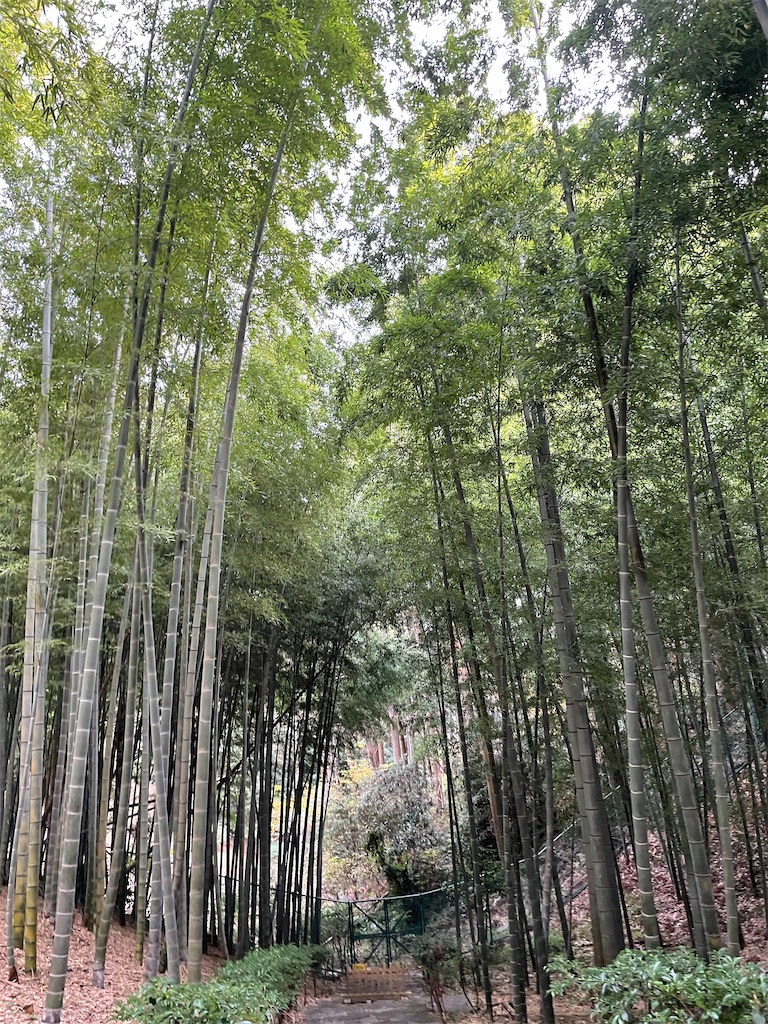 f:id:bananabasyo:20231221202605j:image
