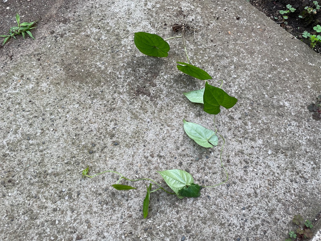 f:id:bananabasyo:20240601222947j:image