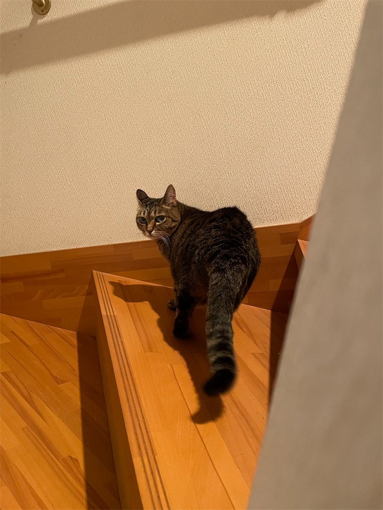 f:id:bananabasyo:20240814231021j:image