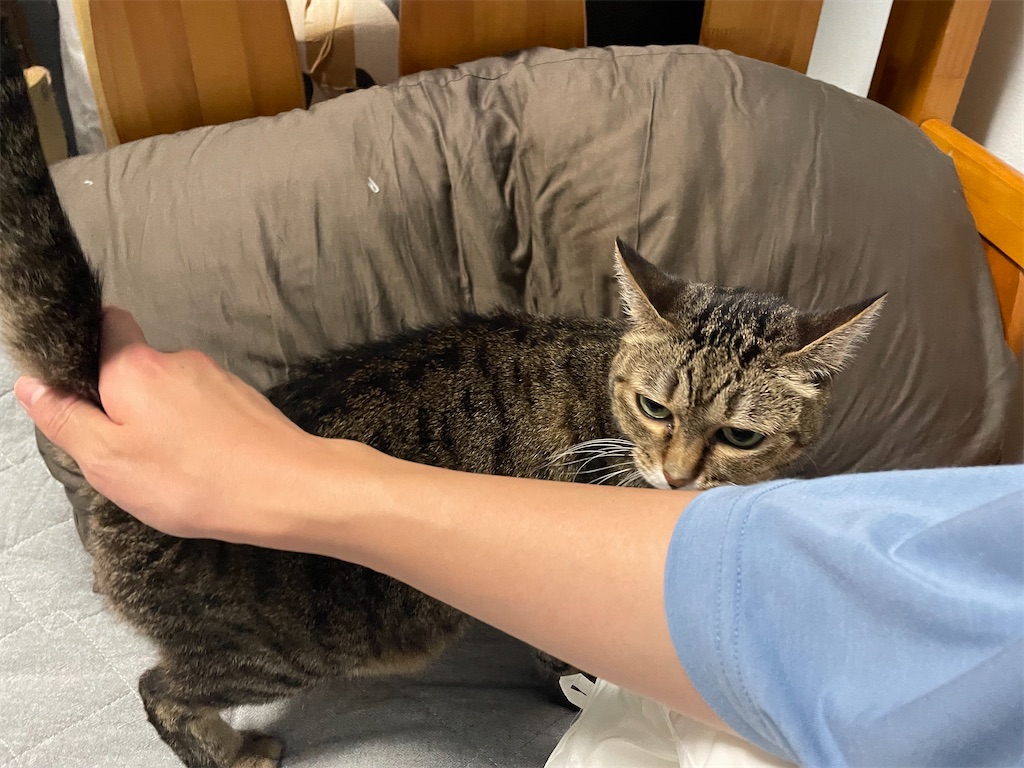 f:id:bananabasyo:20240816232019j:image