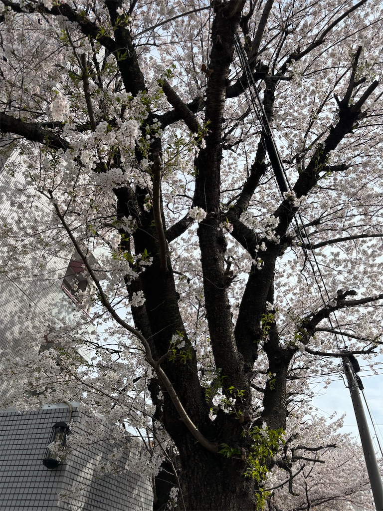 f:id:bananabasyo:20250409213525j:image f:id:bananabasyo:20250409213525j:image