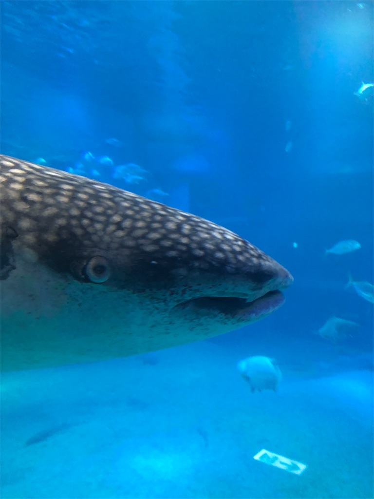 f:id:bananaflavor1015:20191010011234j:image f:id:bananaflavor1015:20191010011234j:image