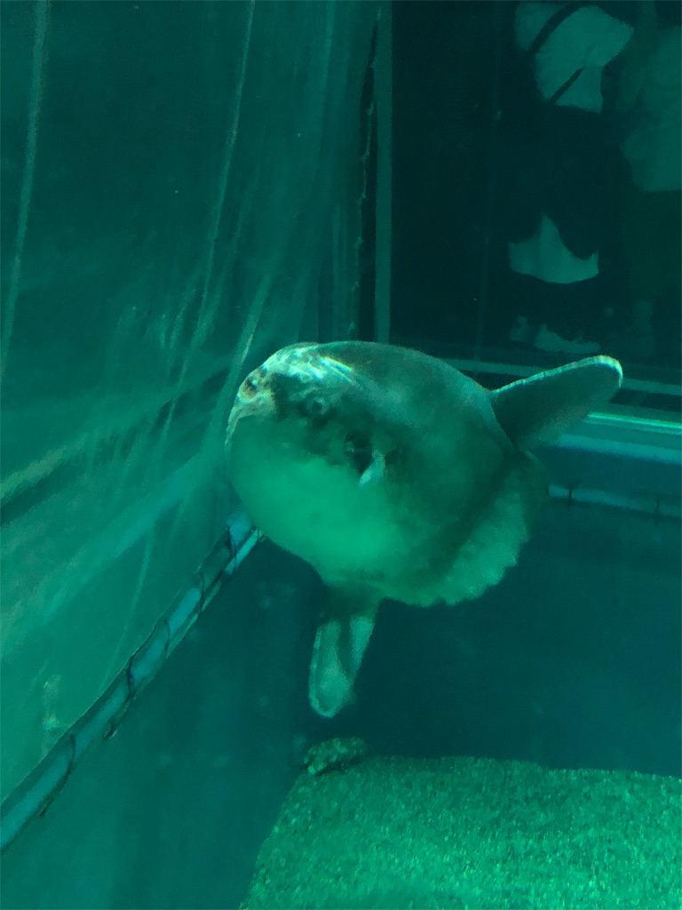 f:id:bananaflavor1015:20191010011244j:image f:id:bananaflavor1015:20191010011244j:image