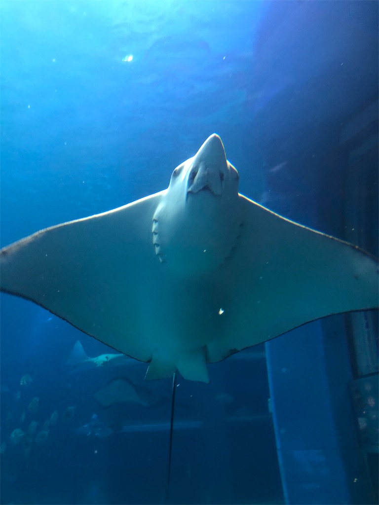 f:id:bananaflavor1015:20191010011255j:image f:id:bananaflavor1015:20191010011255j:image