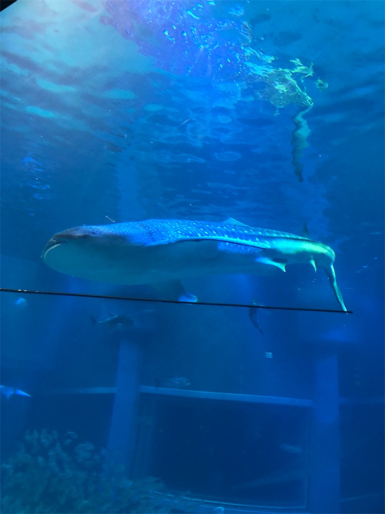 f:id:bananaflavor1015:20191010011305j:image f:id:bananaflavor1015:20191010011305j:image