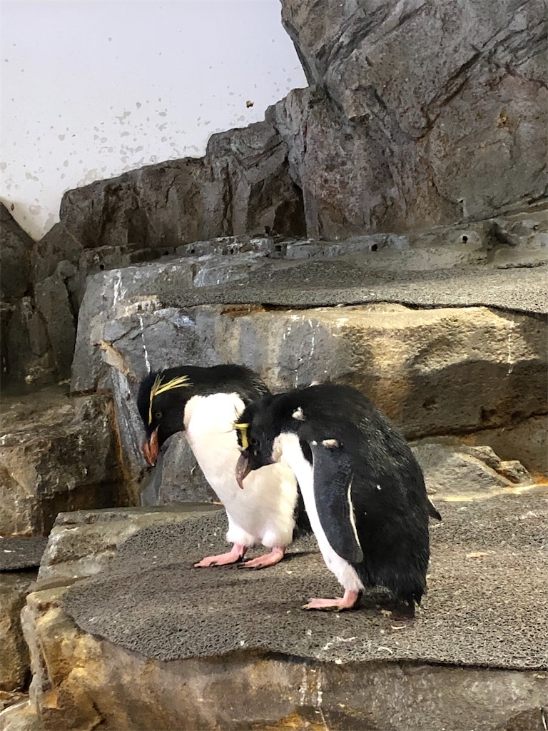 f:id:bananaflavor1015:20191010011312j:image f:id:bananaflavor1015:20191010011312j:image