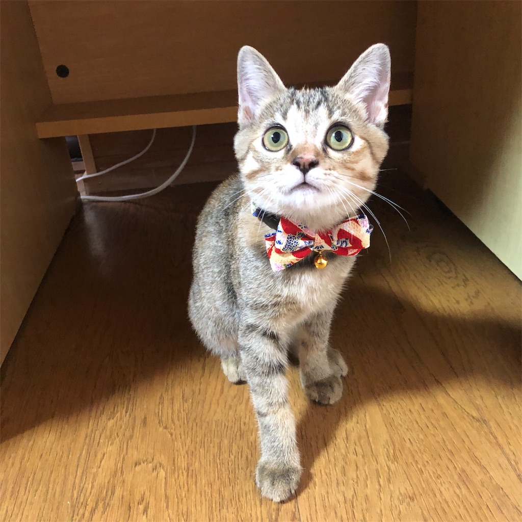 f:id:bananaflavor1015:20191010013658j:image f:id:bananaflavor1015:20191010013658j:image