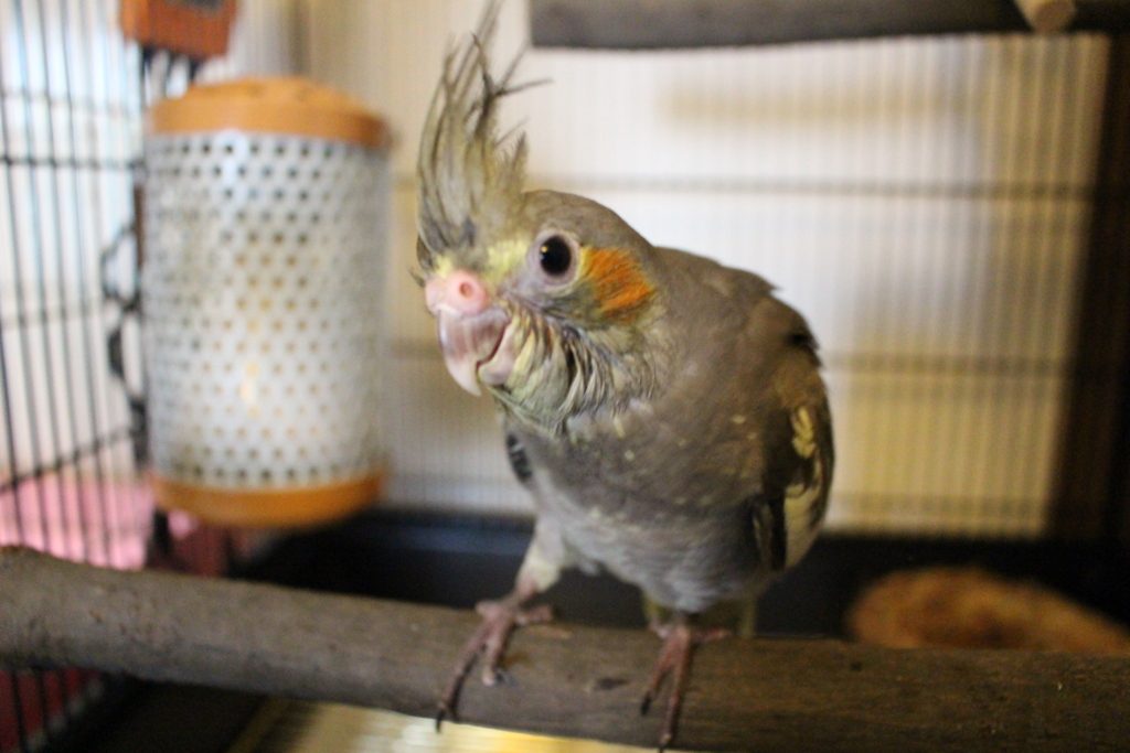 f:id:bananagakko:20160925154552j:plain f:id:bananagakko:20160925154552j:plain