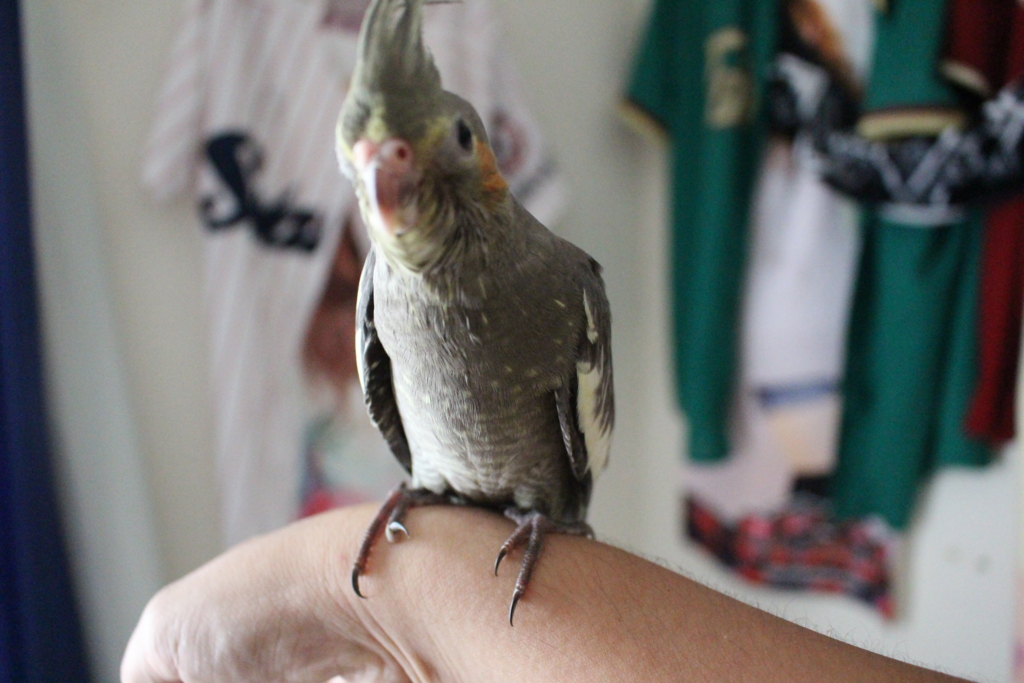 f:id:bananagakko:20160925154657j:plain f:id:bananagakko:20160925154657j:plain