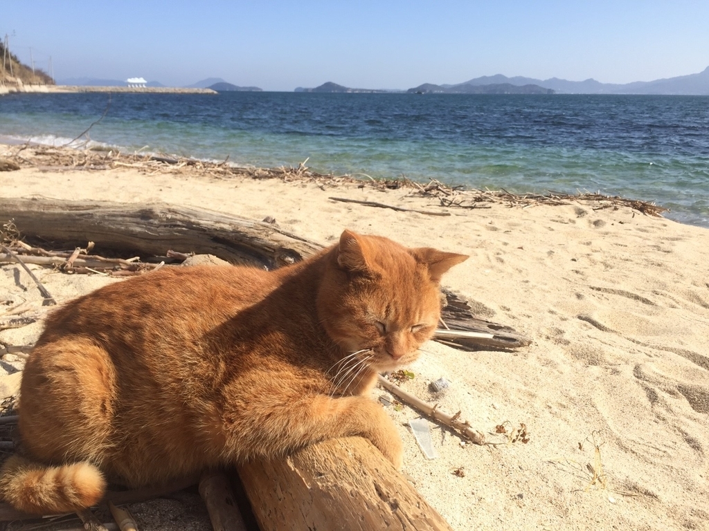 f:id:bananarian:20190208102934j:plain