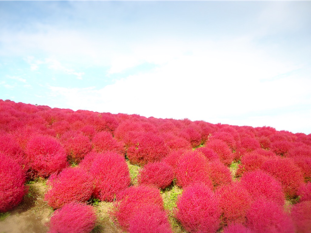 f:id:bananatuma:20151228131142j:image f:id:bananatuma:20151228131142j:image