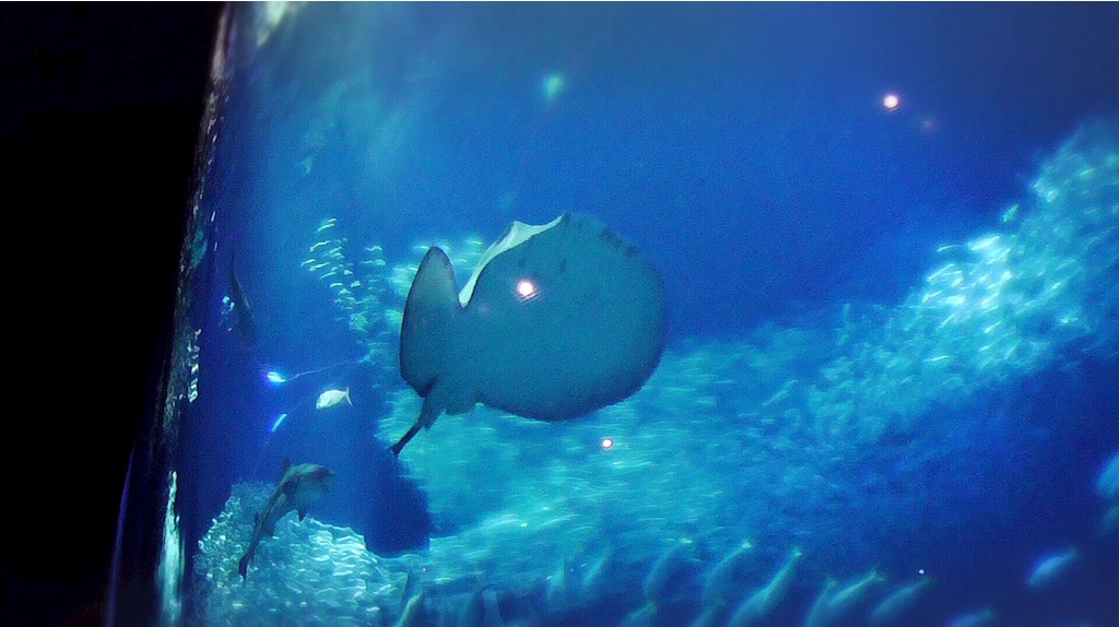 f:id:bananatuma:20201220143823j:image f:id:bananatuma:20201220143823j:image
