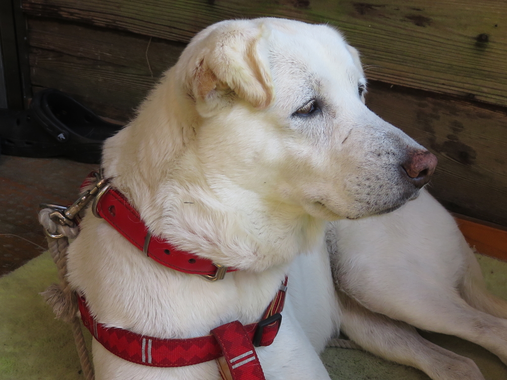 f:id:banashi1:20160627023234j:plain f:id:banashi1:20160627023234j:plain