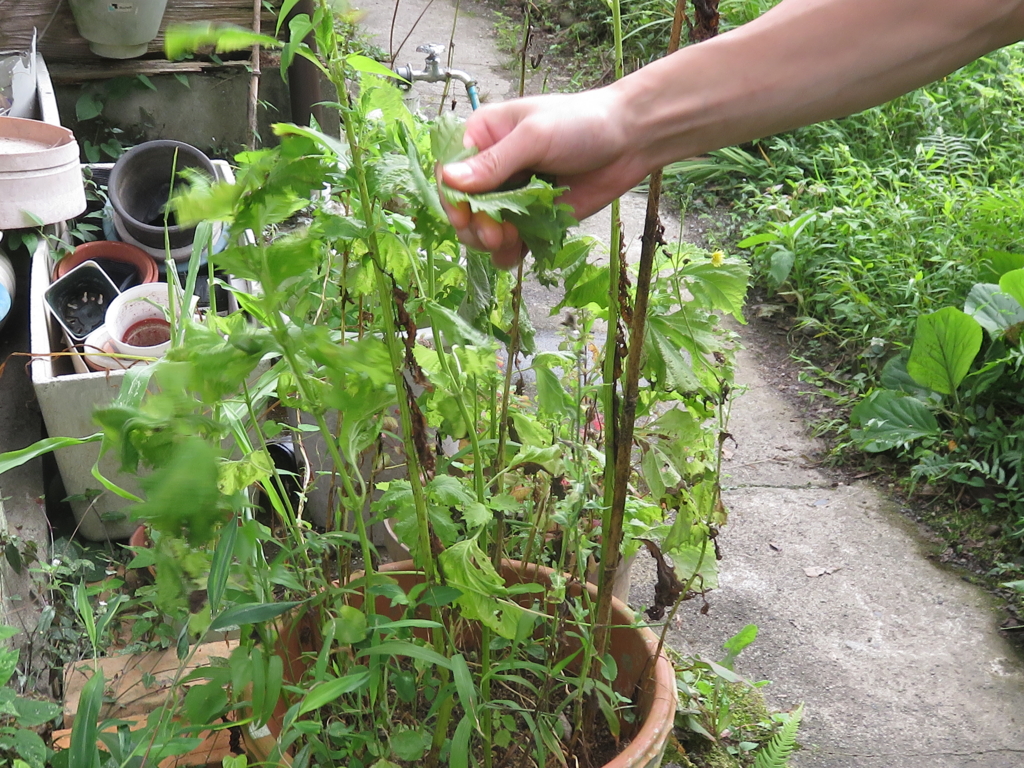 f:id:banashi1:20160825184148j:plain