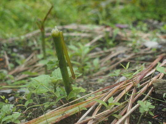 f:id:banashi1:20180115171653j:plain f:id:banashi1:20180115171653j:plain