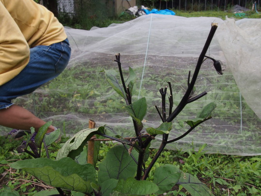 f:id:banashi1:20180115171656j:plain f:id:banashi1:20180115171656j:plain