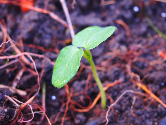 f:id:banashi1:20180115182919j:plain f:id:banashi1:20180115182919j:plain