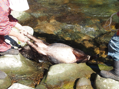 f:id:banashi1:20180115183744j:plain