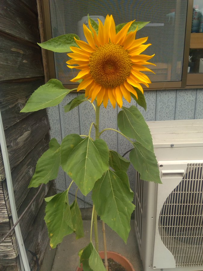 f:id:banashi1:20190807145908j:plain