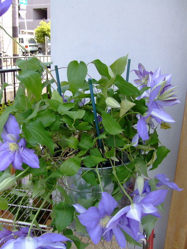 f:id:banashow:20090413124007j:image