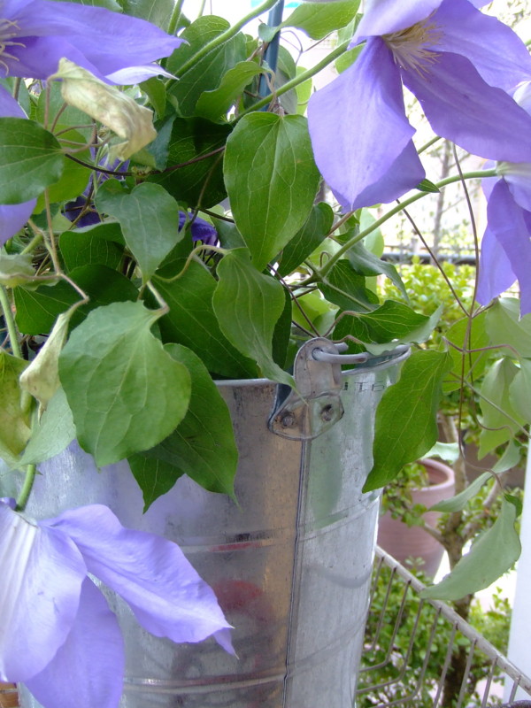 f:id:banashow:20090413124025j:image