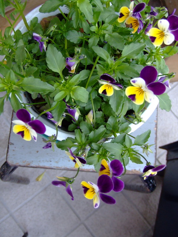 f:id:banashow:20090413124108j:image