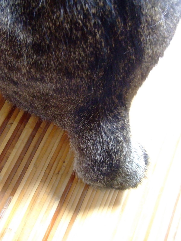 f:id:banashow:20090527144413j:image