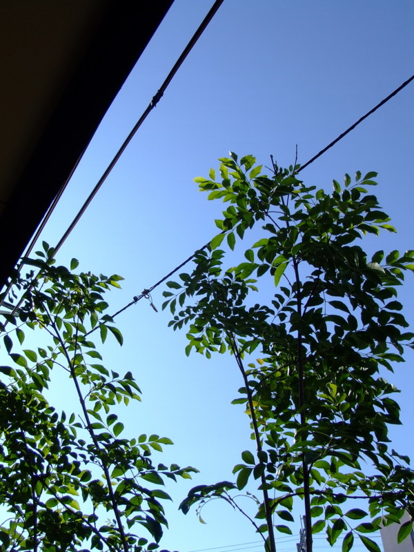 f:id:banashow:20090814152536j:image