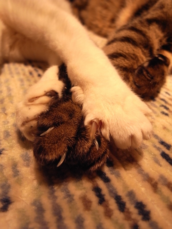 f:id:banashow:20100303203046j:image