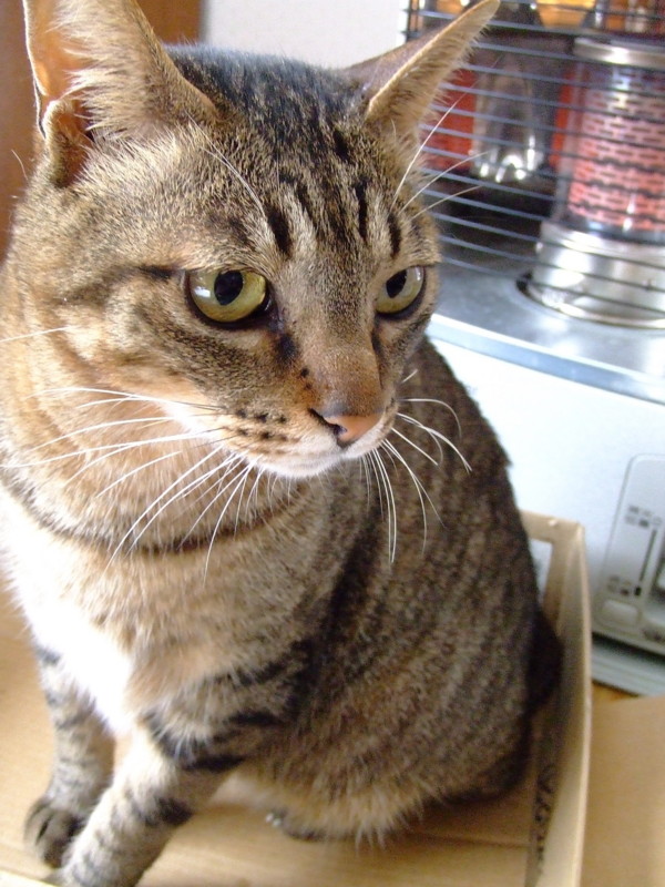 f:id:banashow:20100322084546j:image