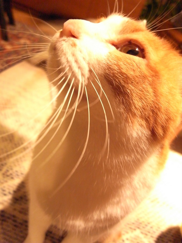 f:id:banashow:20100330210829j:image
