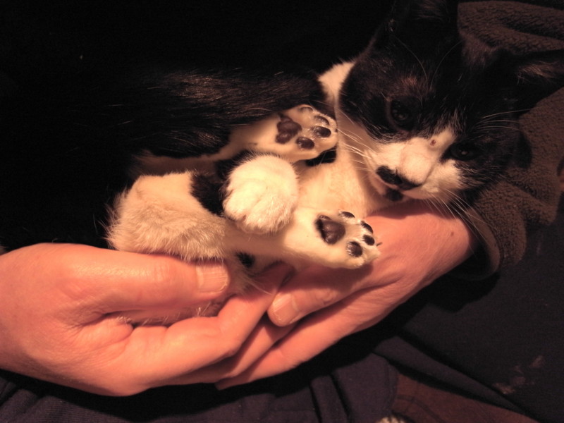 f:id:banashow:20100331203044j:image