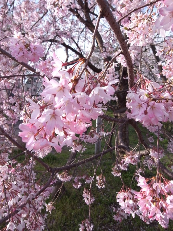 f:id:banashow:20100402163816j:image