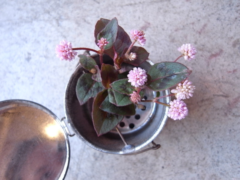 f:id:banashow:20100404164438j:image