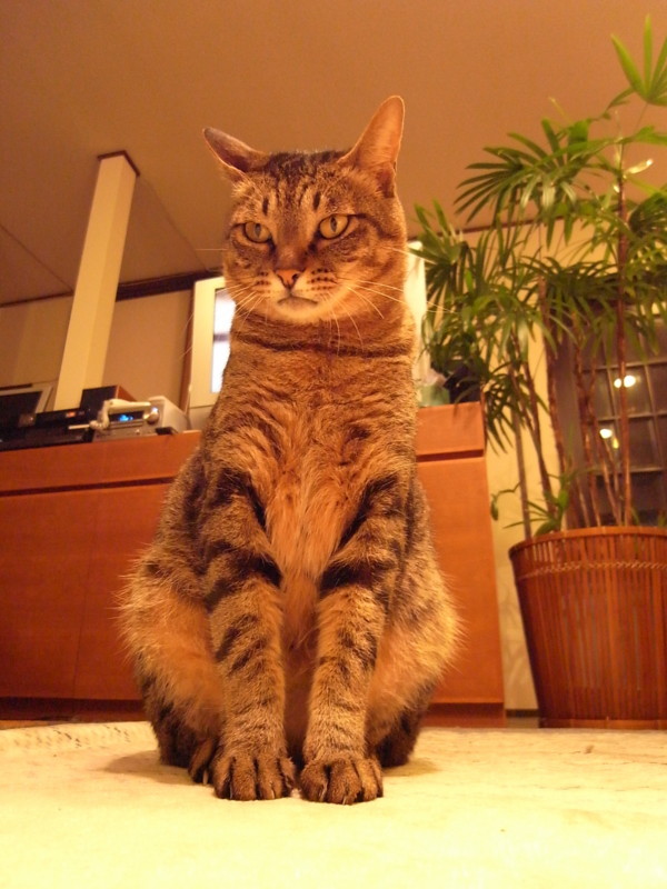 f:id:banashow:20100418214252j:image