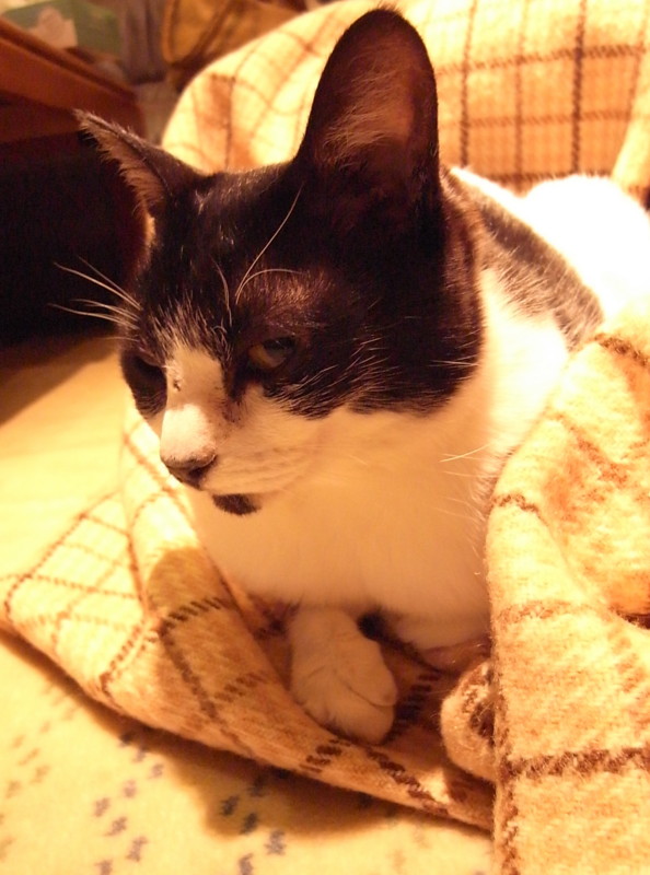 f:id:banashow:20100418223422j:image