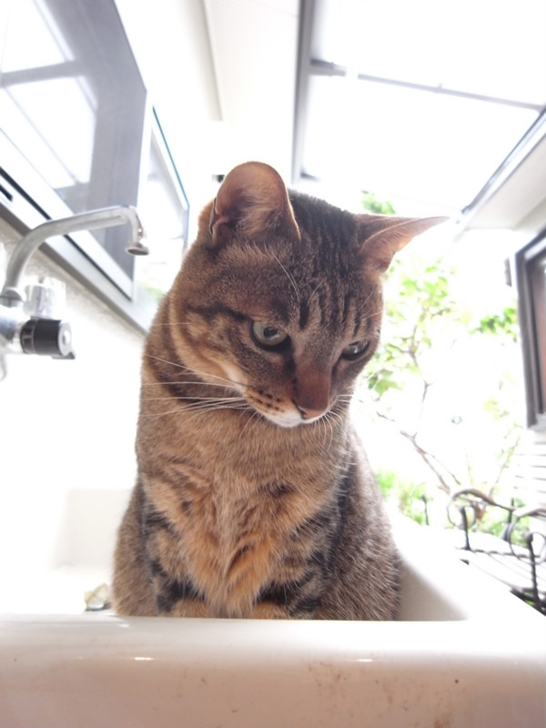 f:id:banashow:20100419081558j:image