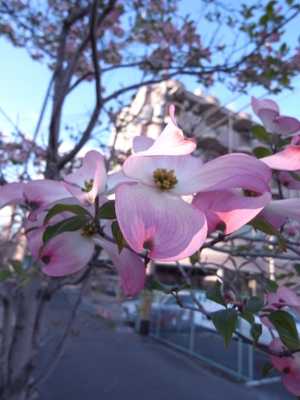 f:id:banashow:20100424172836j:image