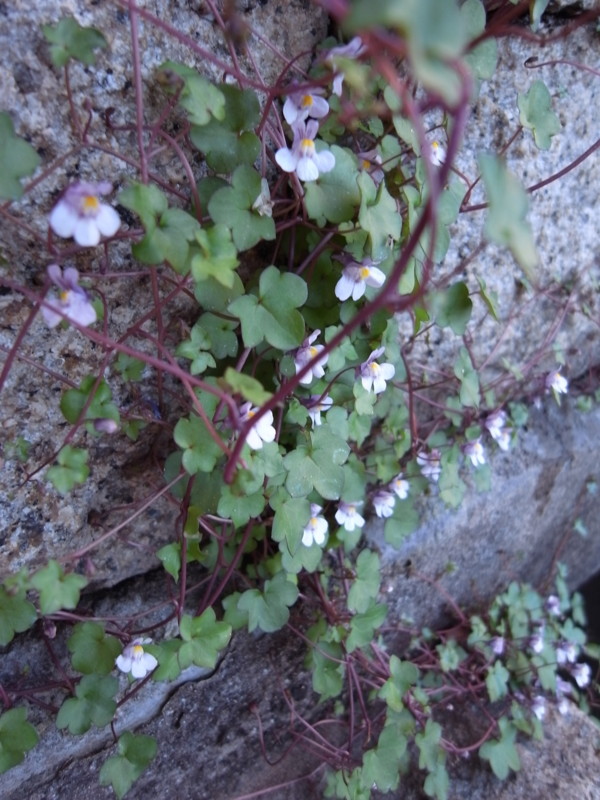 f:id:banashow:20100424173030j:image