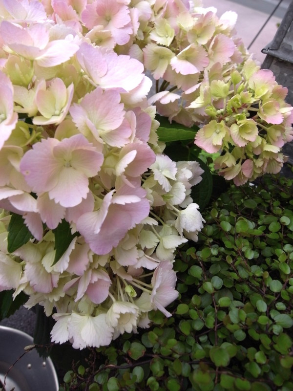 f:id:banashow:20100426161126j:image