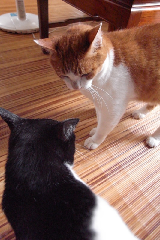 f:id:banashow:20100723094632j:image