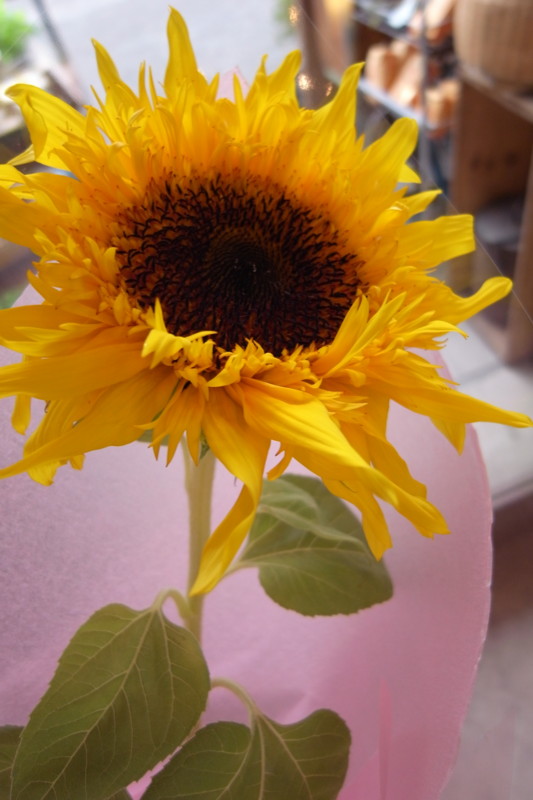 f:id:banashow:20100731164226j:image