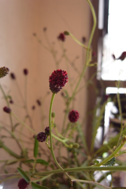 f:id:banashow:20100920124643j:image
