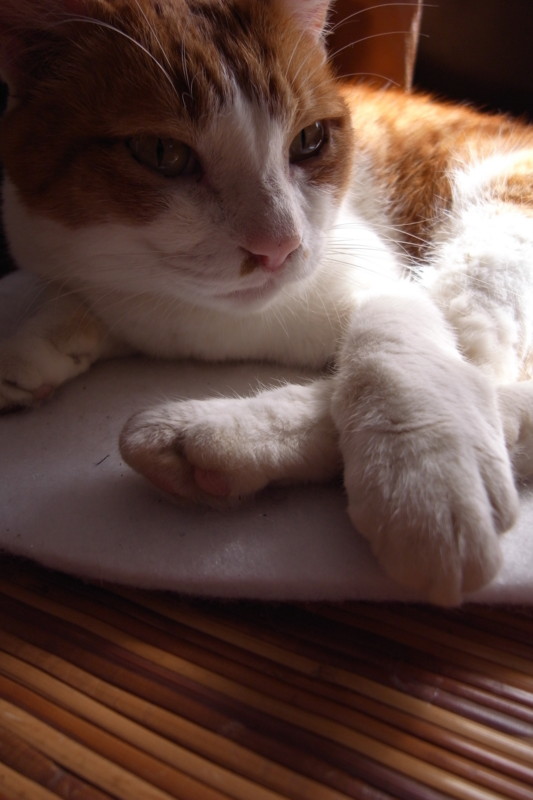 f:id:banashow:20100926095721j:image