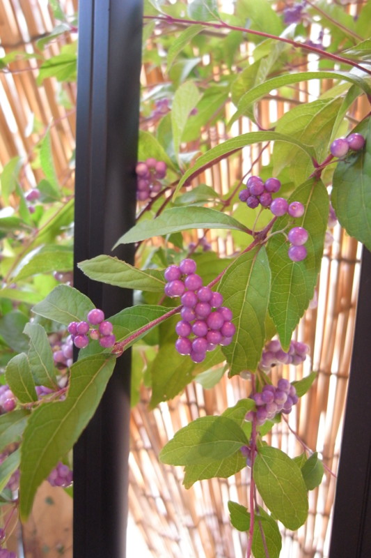 f:id:banashow:20101002115020j:image