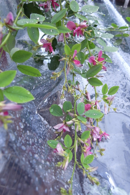 f:id:banashow:20101009154239j:image
