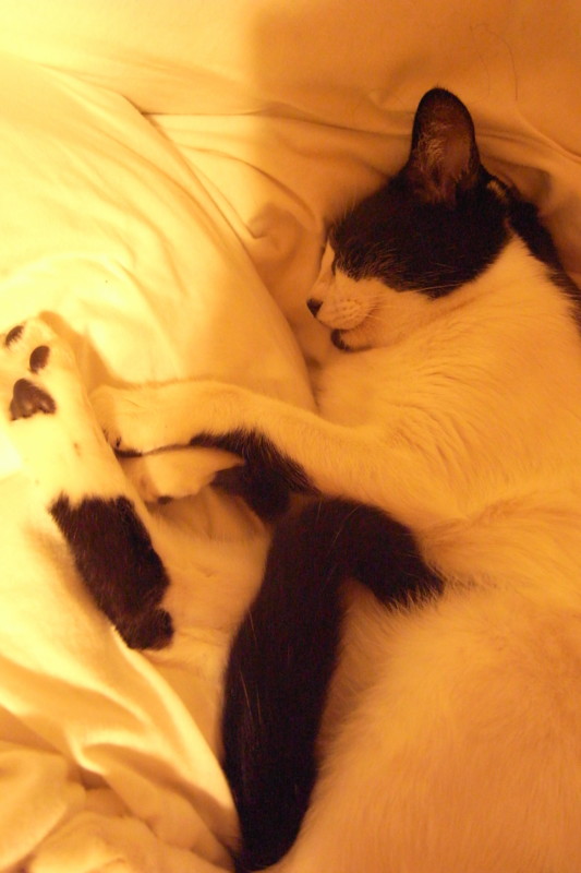 f:id:banashow:20101013234242j:image